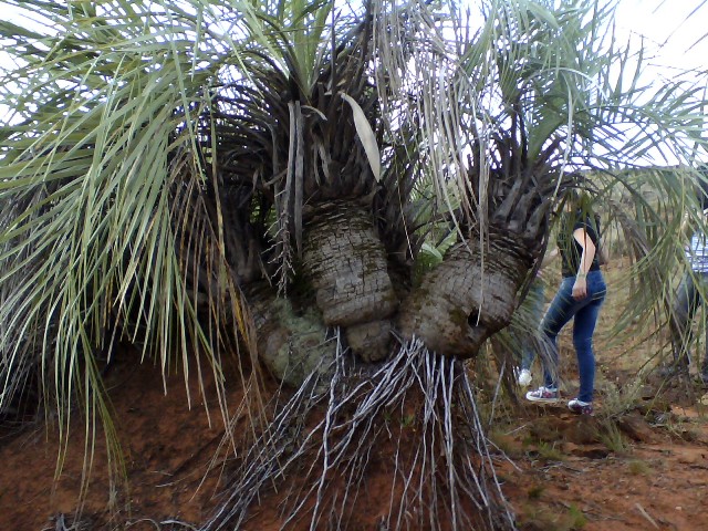 Butia lallemantii