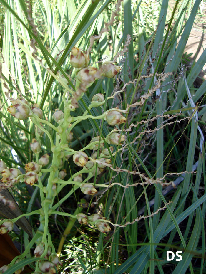 Butia lallemantii