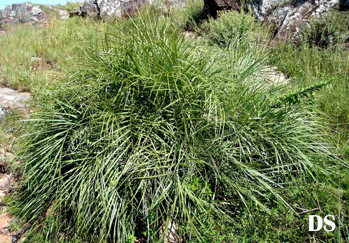 Butia lallemantii