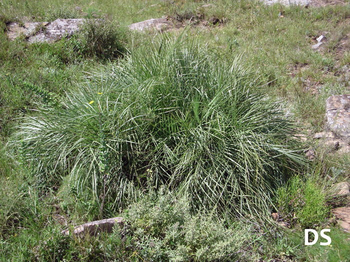 Butia lallemantii