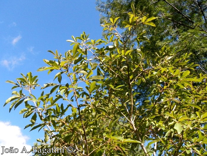 Vitex megapotamica