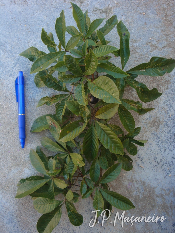 Vitex megapotamica