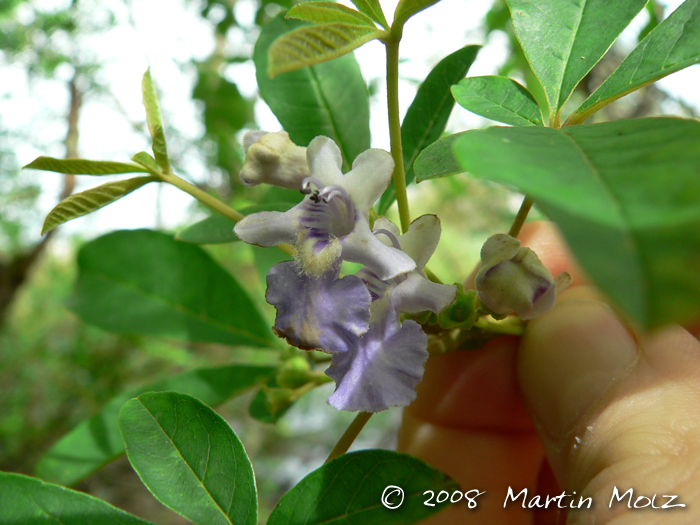 Vitex megapotamica