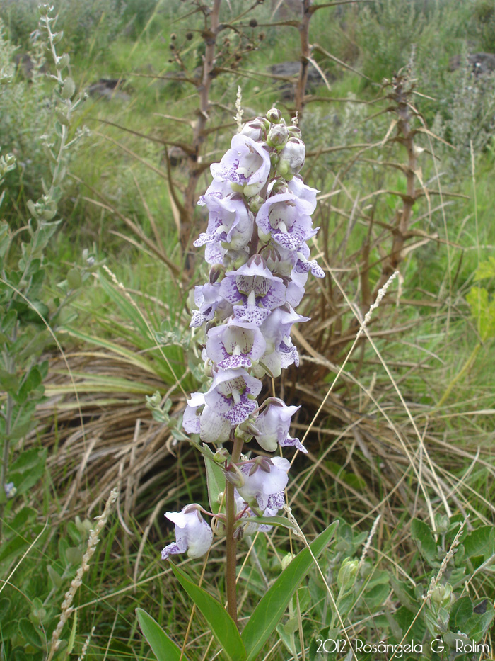 Angelonia integerrima