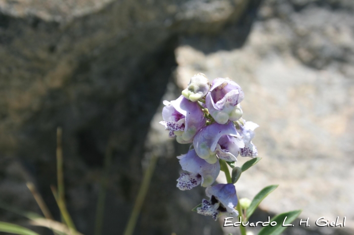 Angelonia integerrima