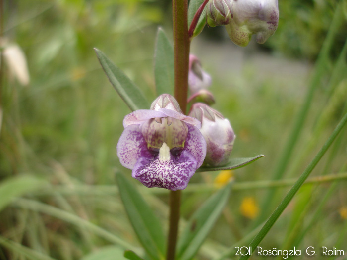 Angelonia integerrima