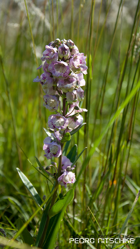 Angelonia integerrima