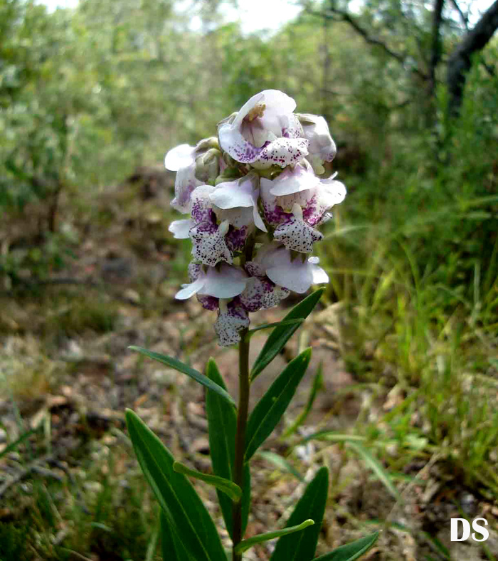 Angelonia integerrima