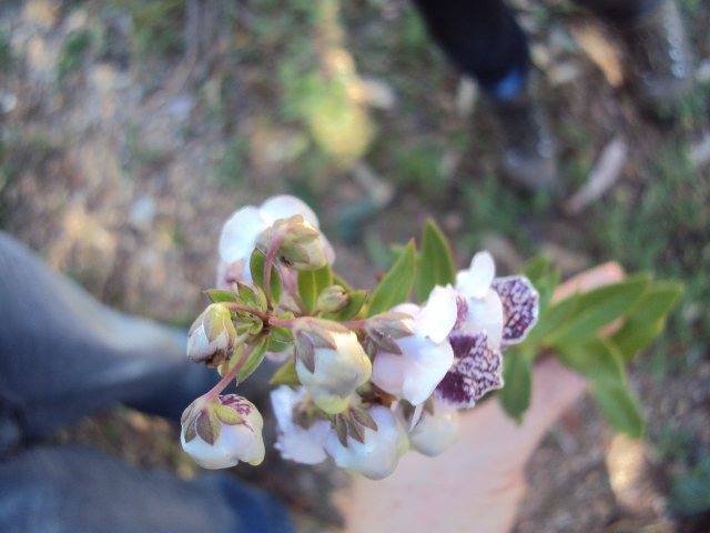 Angelonia integerrima