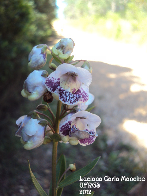 Angelonia integerrima