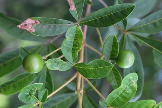 Vitex megapotamica