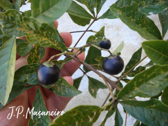 Vitex megapotamica