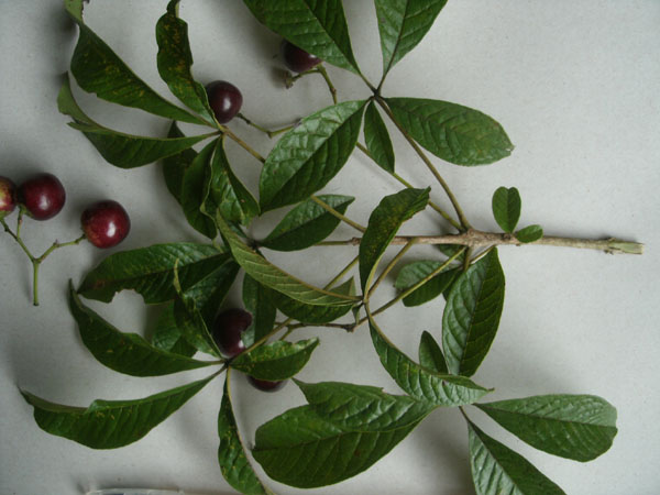 Vitex megapotamica