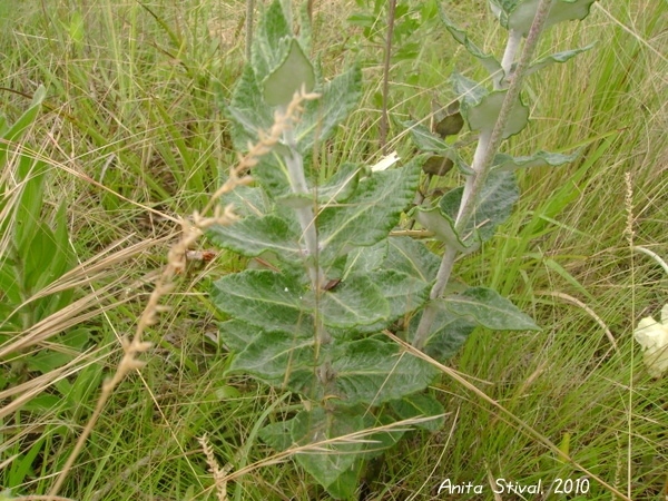 Macrosiphonia longiflora