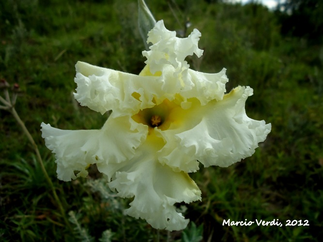 Macrosiphonia longiflora