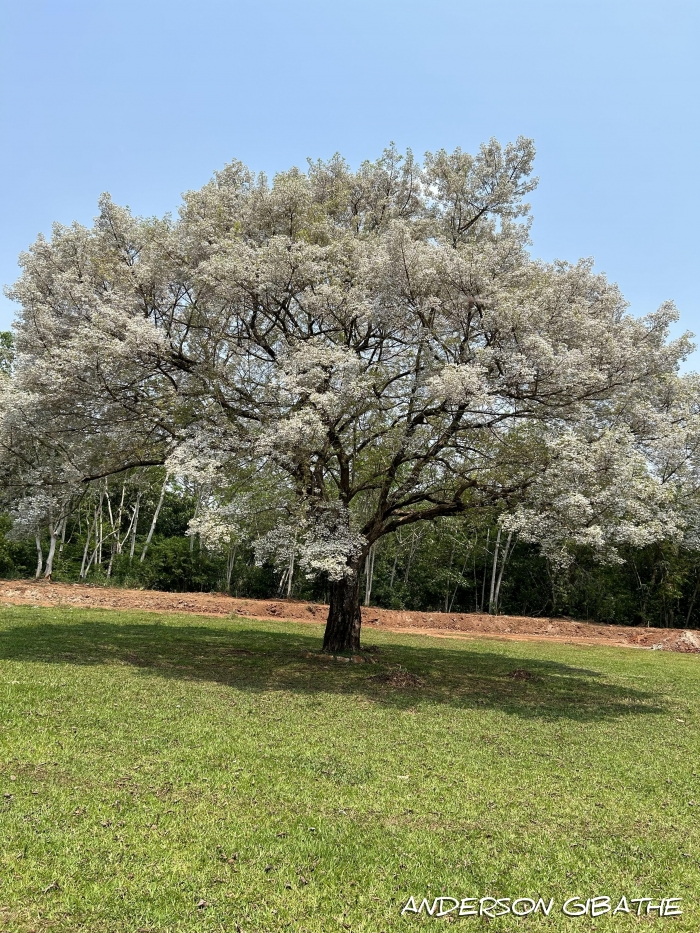 Vitex megapotamica