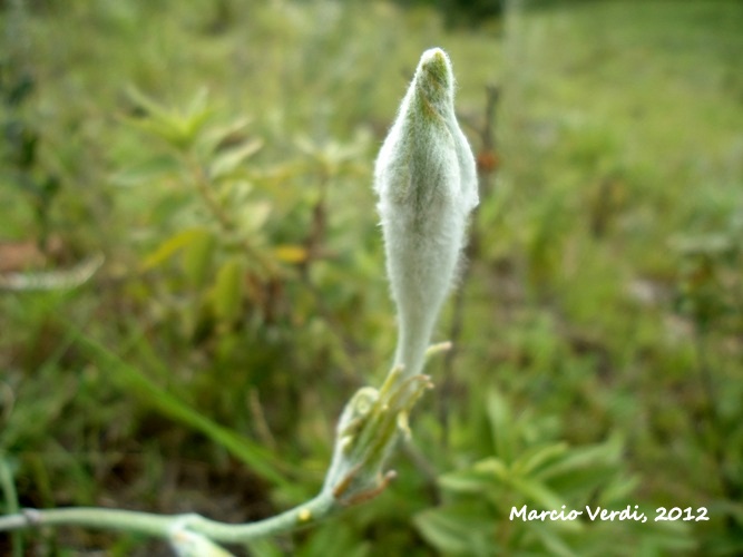 Macrosiphonia longiflora