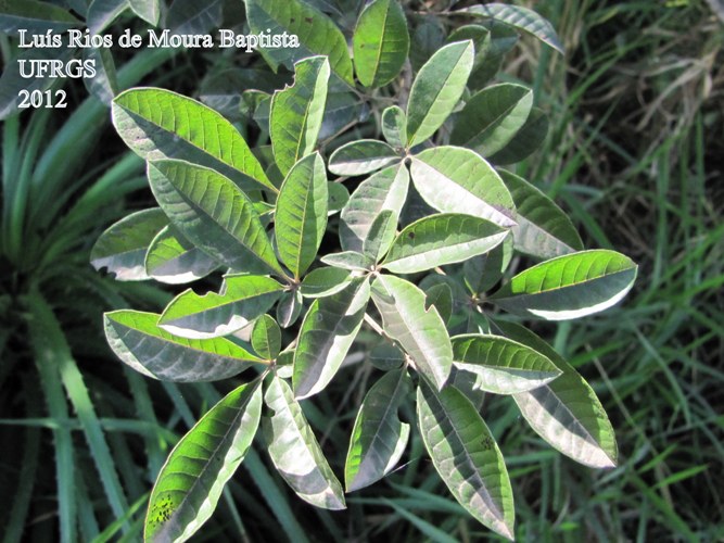 Vitex megapotamica