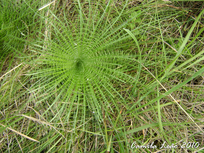 Eryngium pristis