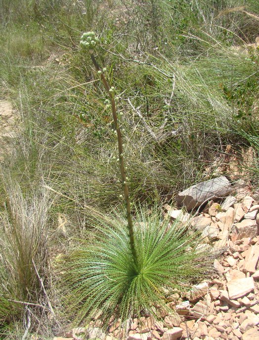 Eryngium pristis