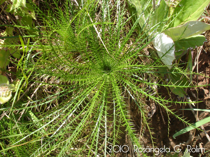 Eryngium pristis