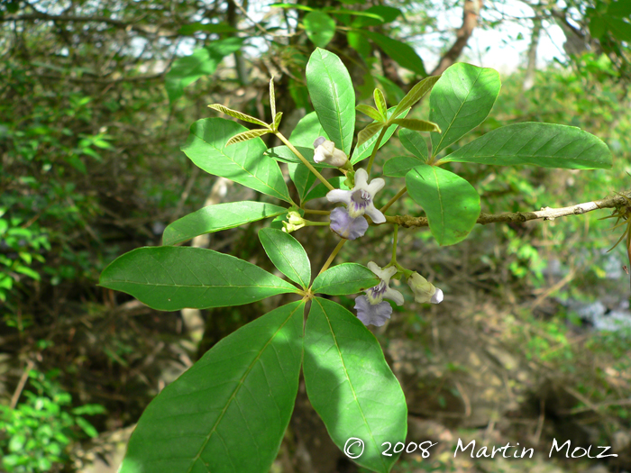 Vitex megapotamica