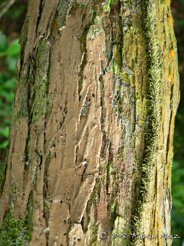 Vitex megapotamica