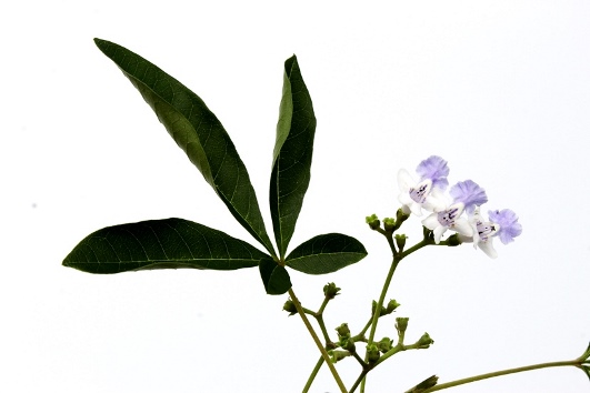 Vitex megapotamica