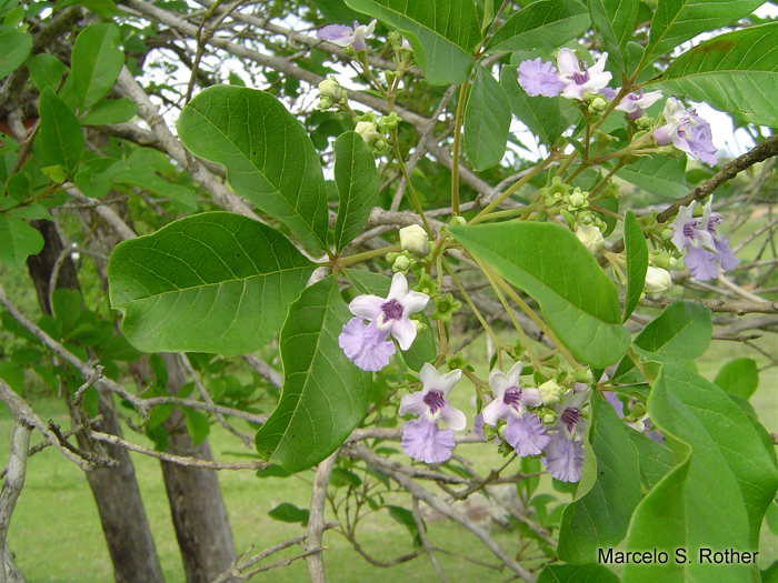 Vitex megapotamica