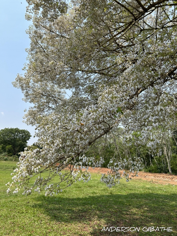 Vitex megapotamica