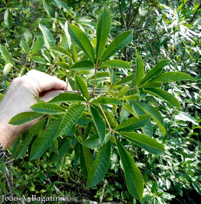 Vitex megapotamica