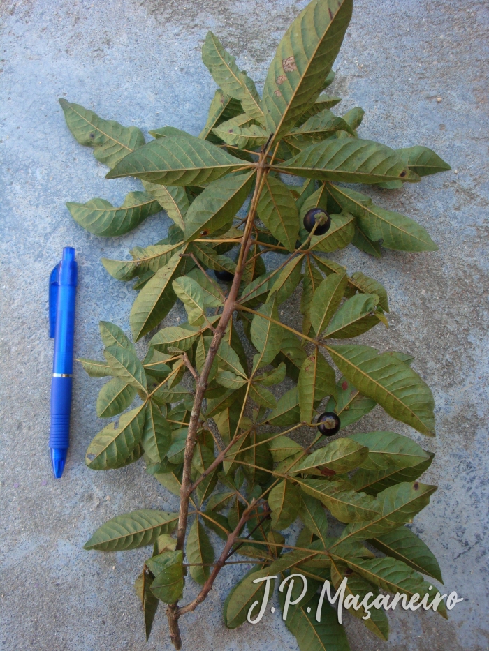 Vitex megapotamica