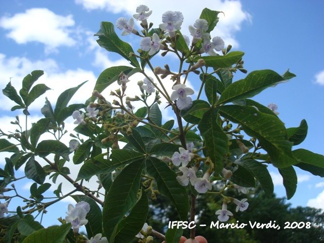 Vitex megapotamica