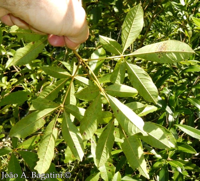 Vitex megapotamica