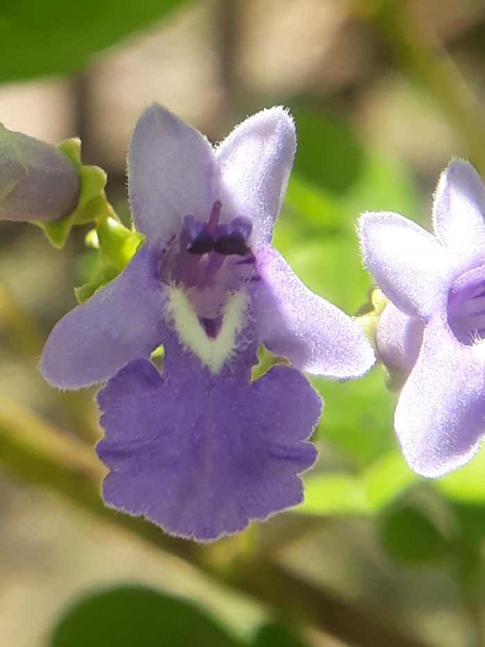 Vitex megapotamica