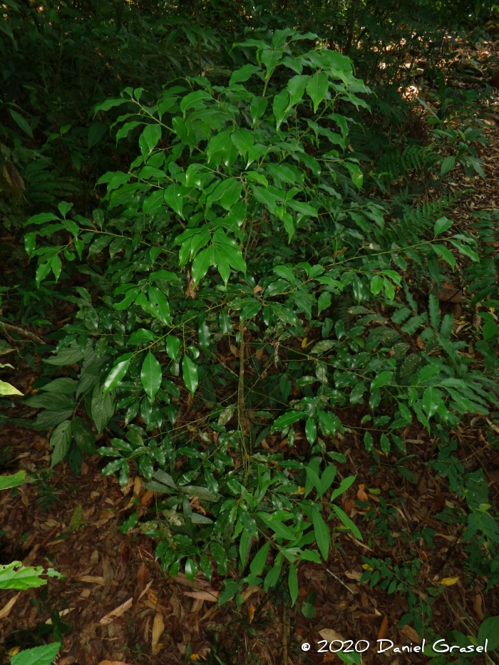 Ocotea diospyrifolia