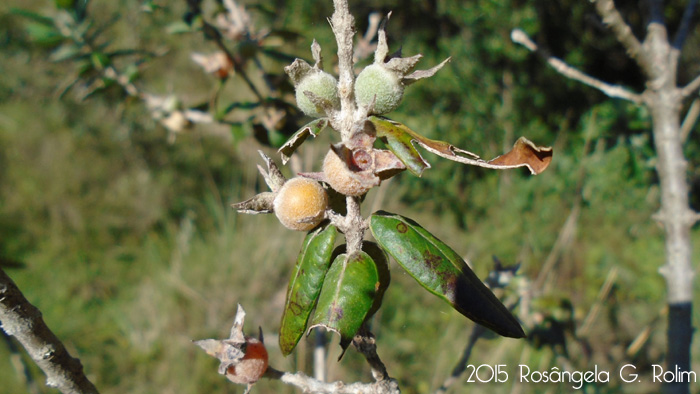 Myrceugenia myrtoides