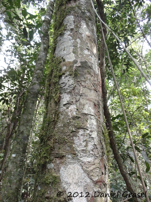 Ocotea diospyrifolia