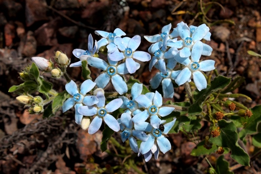 Amblyopetalum coccineum