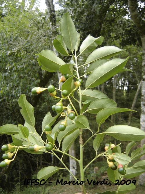 Ocotea diospyrifolia