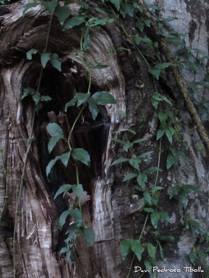 Ocotea diospyrifolia
