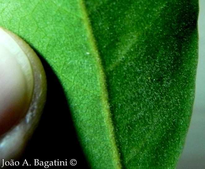 Ocotea diospyrifolia