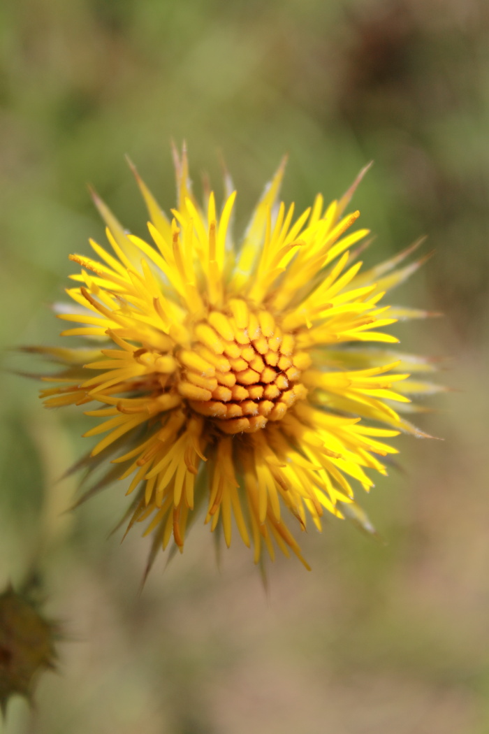 Schlechtendalia luzulifolia