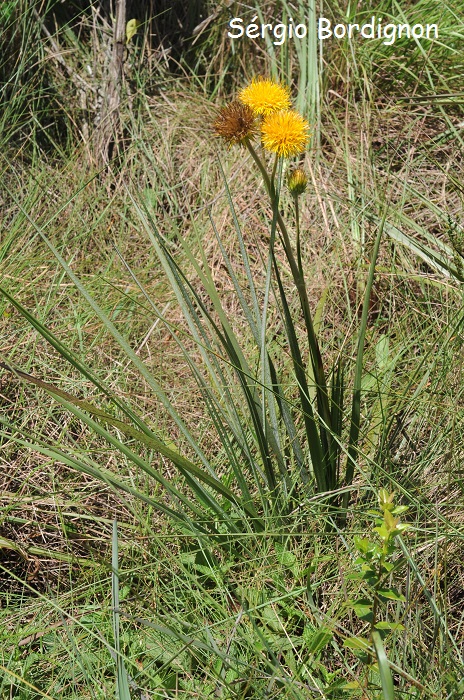 Schlechtendalia luzulifolia