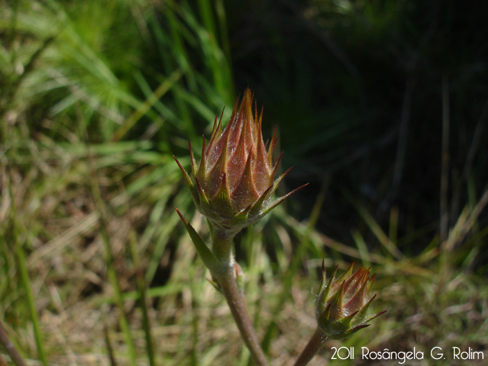 Schlechtendalia luzulifolia