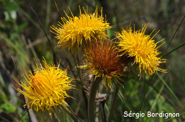 Schlechtendalia luzulifolia