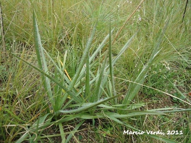 Schlechtendalia luzulifolia