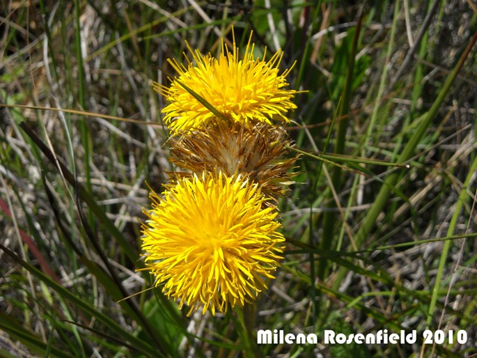 Schlechtendalia luzulifolia