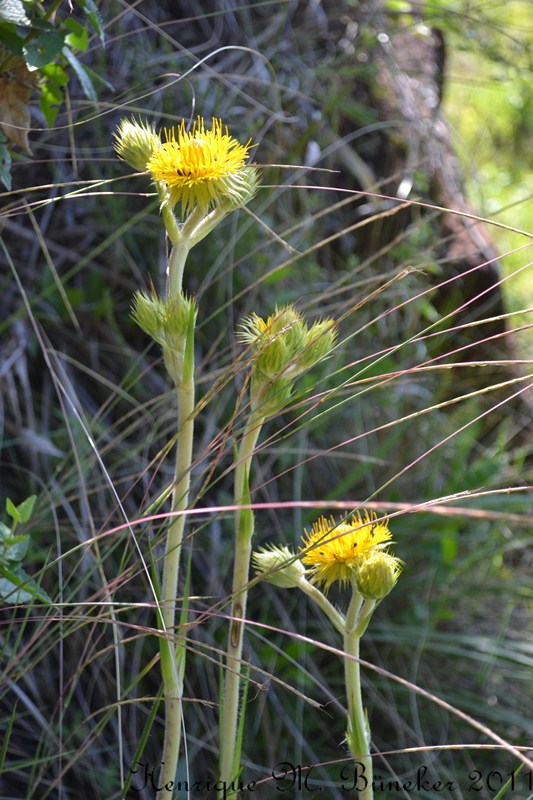 Schlechtendalia luzulifolia