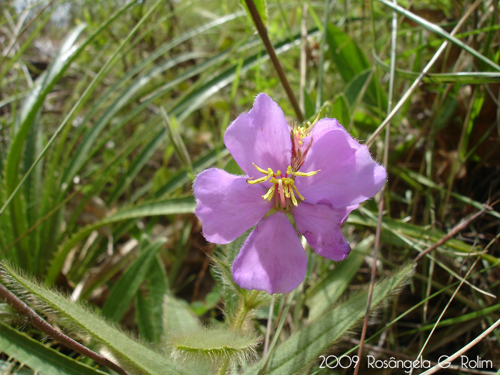 Tibouchina gracilis